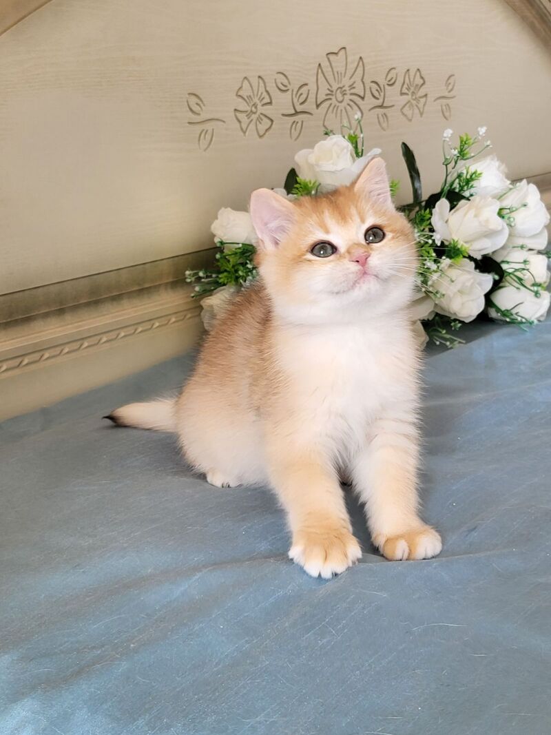 Wanda British Shorthair female black golden chinchilla live animals