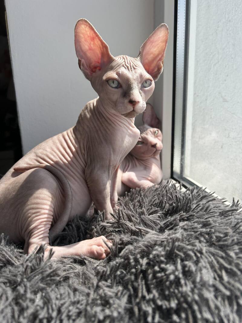 Sima Canadian Sphynx female, blue