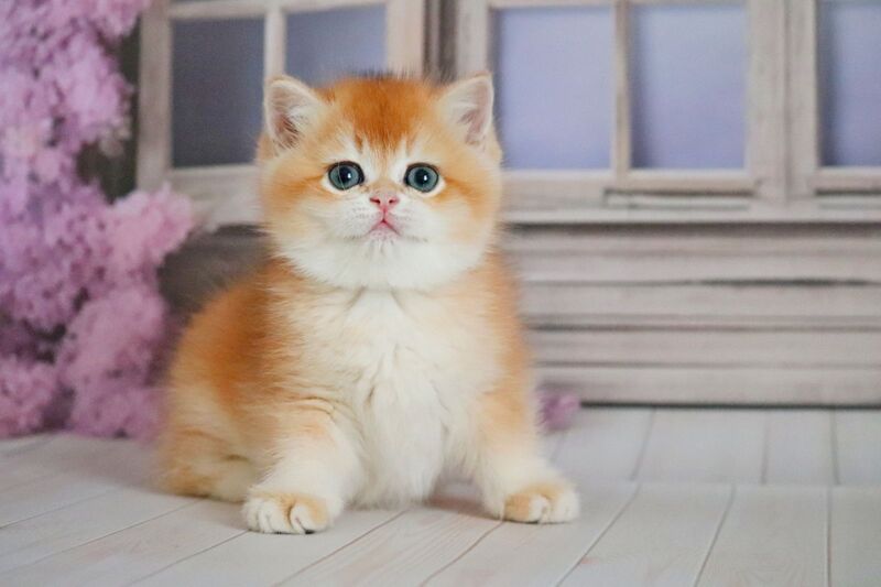Vincent British Shorthair male black golden chinchilla - live animals