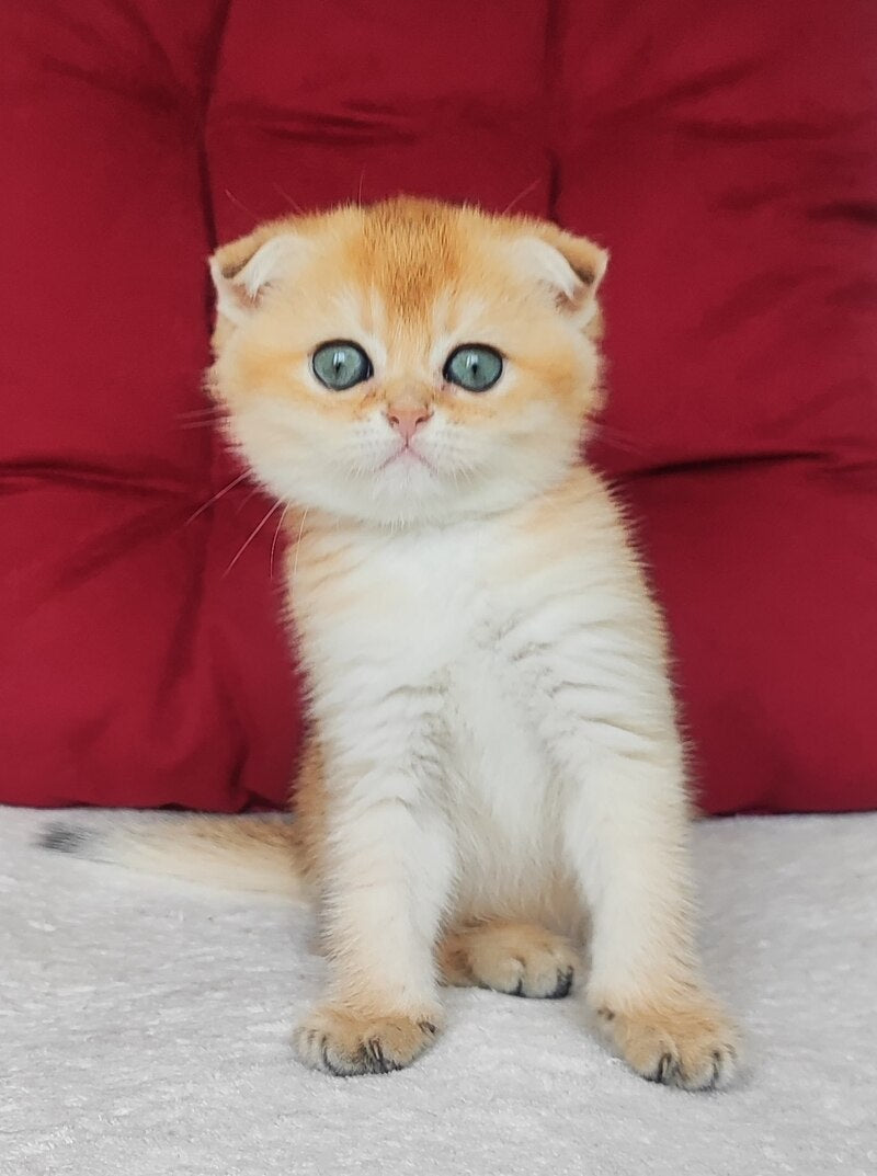 Viva Scottish Fold female, black golden shaded