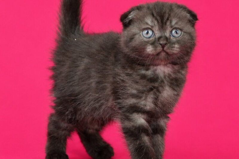 Tonya Scottish Fold female, black silver
