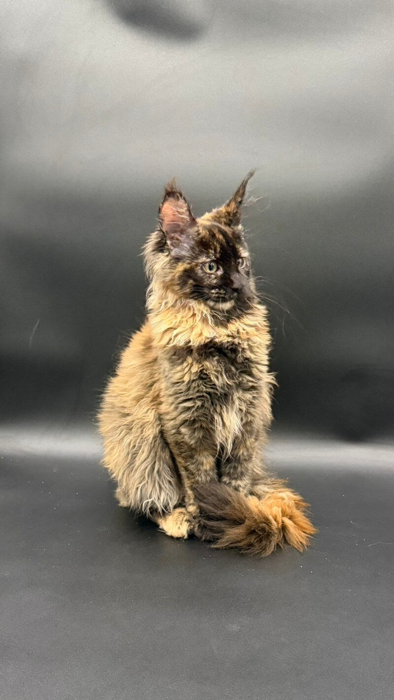 Wetta Maine Coon female black tortie - live animals