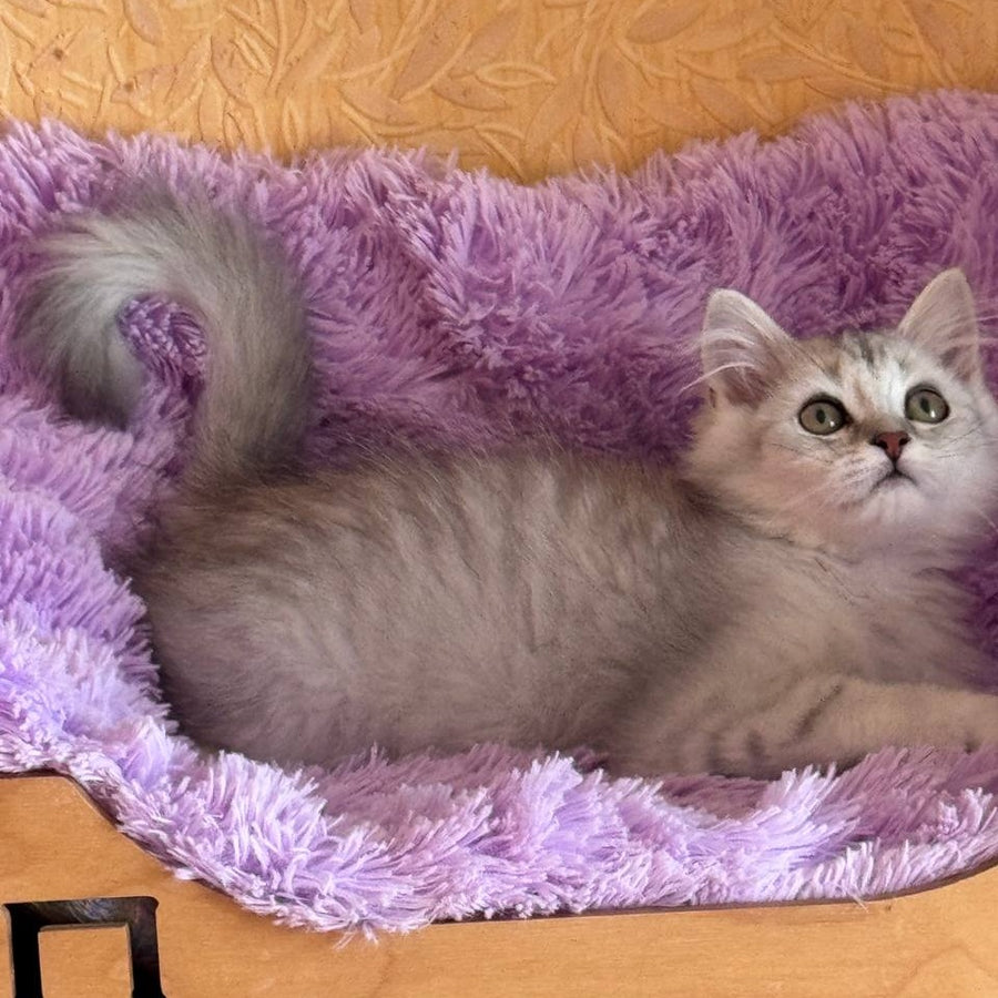 Smoky British Shorthair male, black silver chinchilla