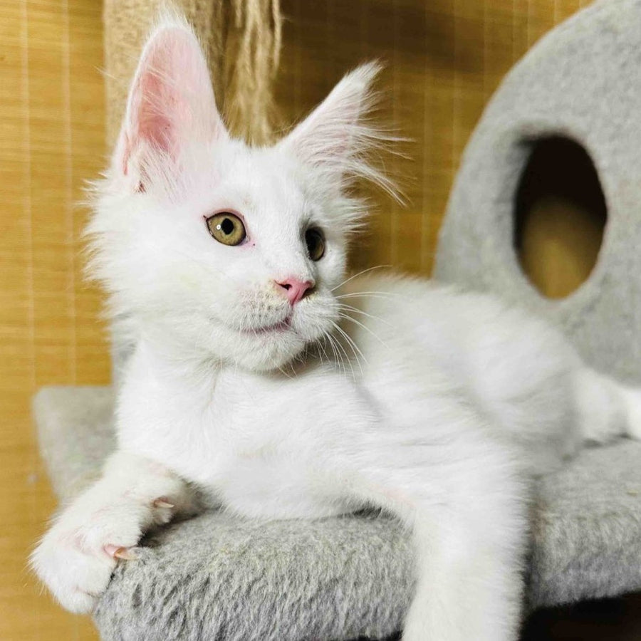 Kozak Maine Coon male, white