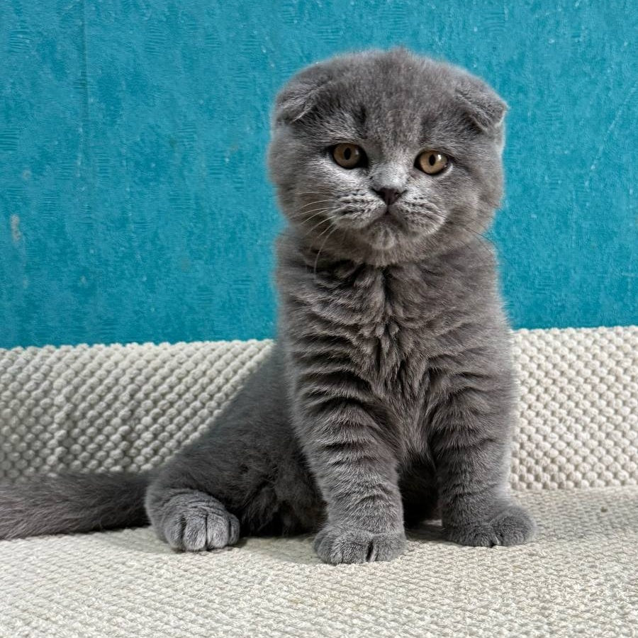 Barney Scottish Fold male, blue