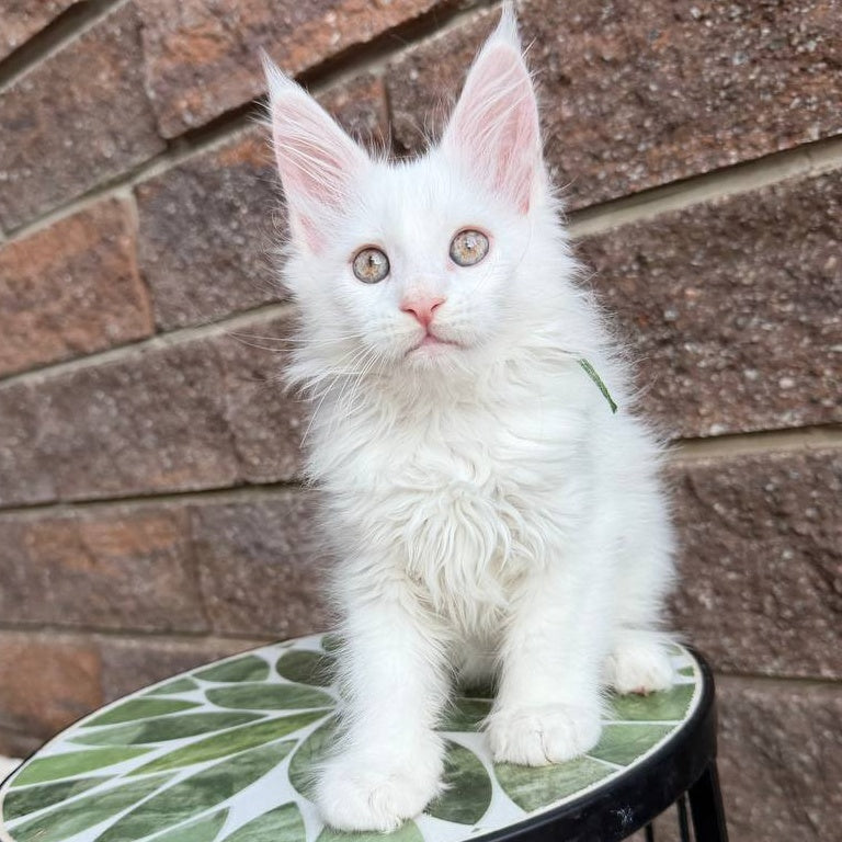 Xena Maine Coon female, white