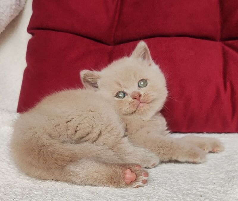 Usher British Shorthair male fawn - live animals