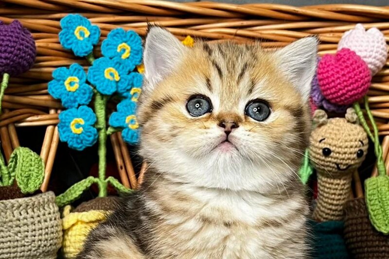 Fiona Scottish Straight female, black golden tabby