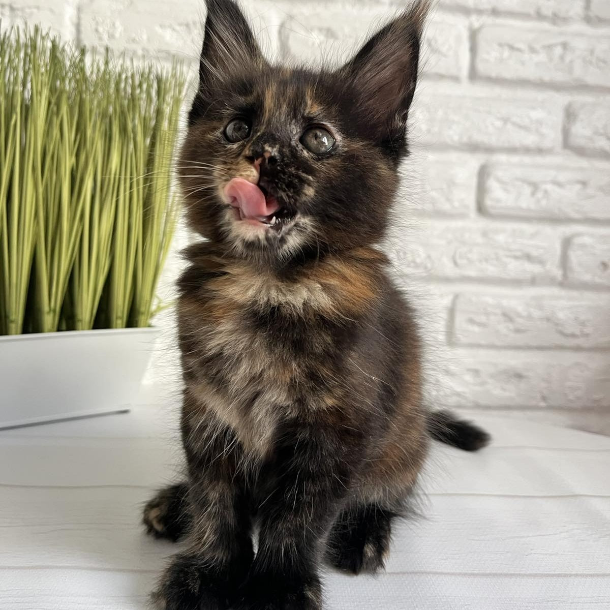 Karen Maine Coon female, black tortie