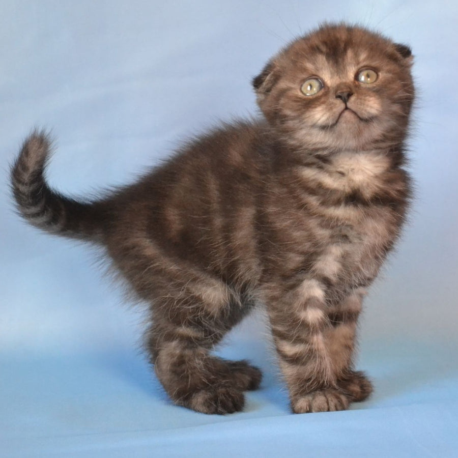 Romeo Scottish Fold male, black silver tabby