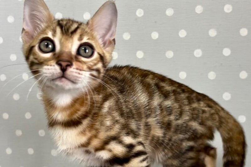 Texas Bengal male black spotted tabby - live animals
