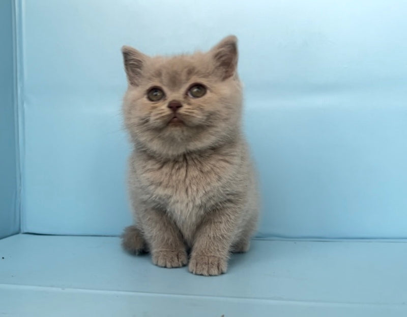 Yarina British Shorthair female lilac - live animals