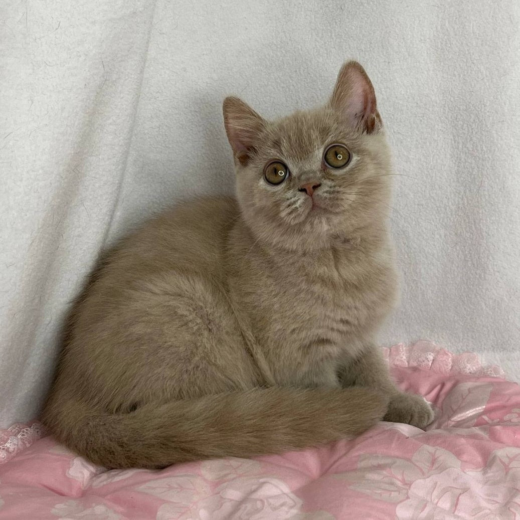 Winston British Shorthair male, lilac