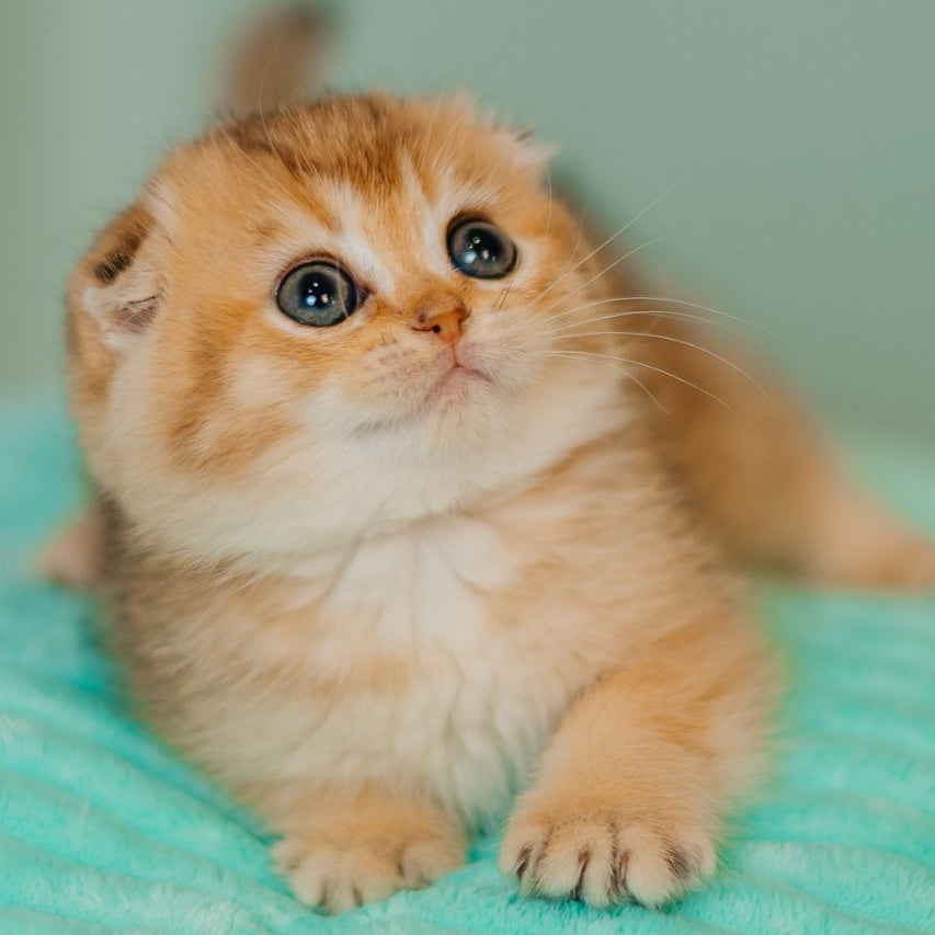 Eva Scottish Fold female, black golden ticked tabby