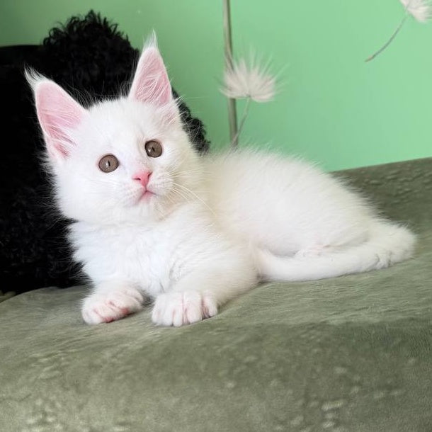 Ariel Maine Coon male, white