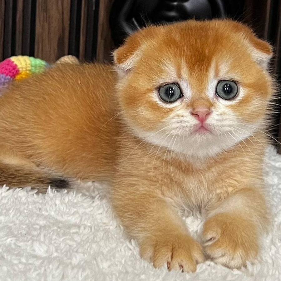 Nefertiti Scottish Fold female, black golden chinchilla