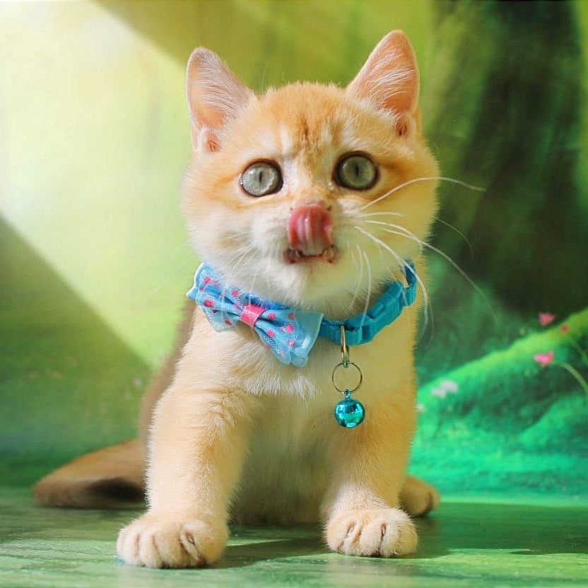 Kosmos British Shorthair male, chocolate golden chinchilla