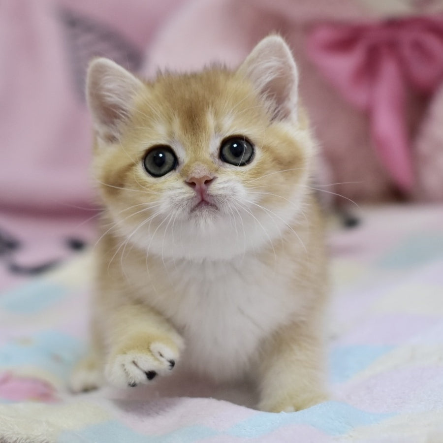 Fluffy British Shorthair female, black golden chinchilla