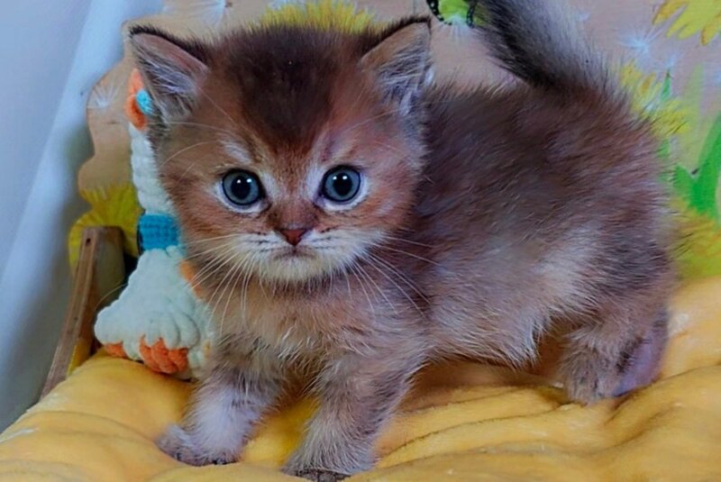 Orion Scottish Straight male, chocolate golden ticked tabby