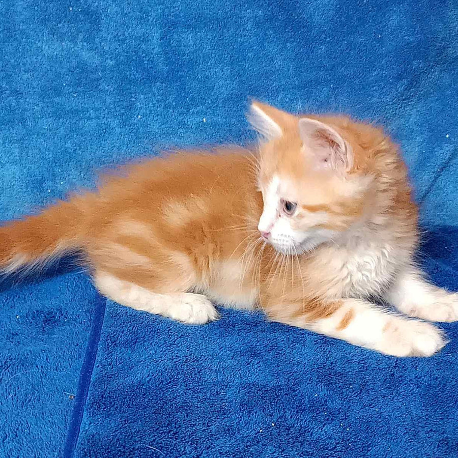 Elizabet Siberian female, red tabby with white