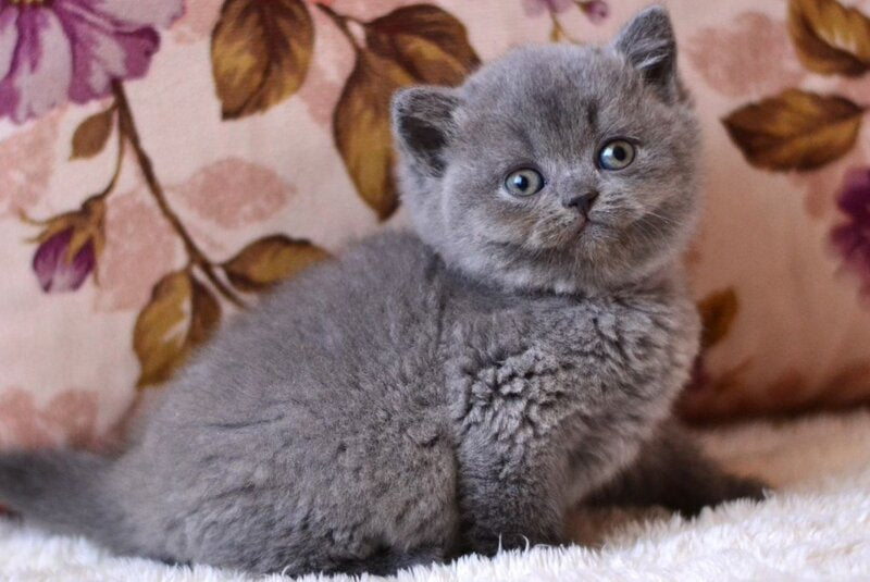 Eva British Shorthair female blue - live animals