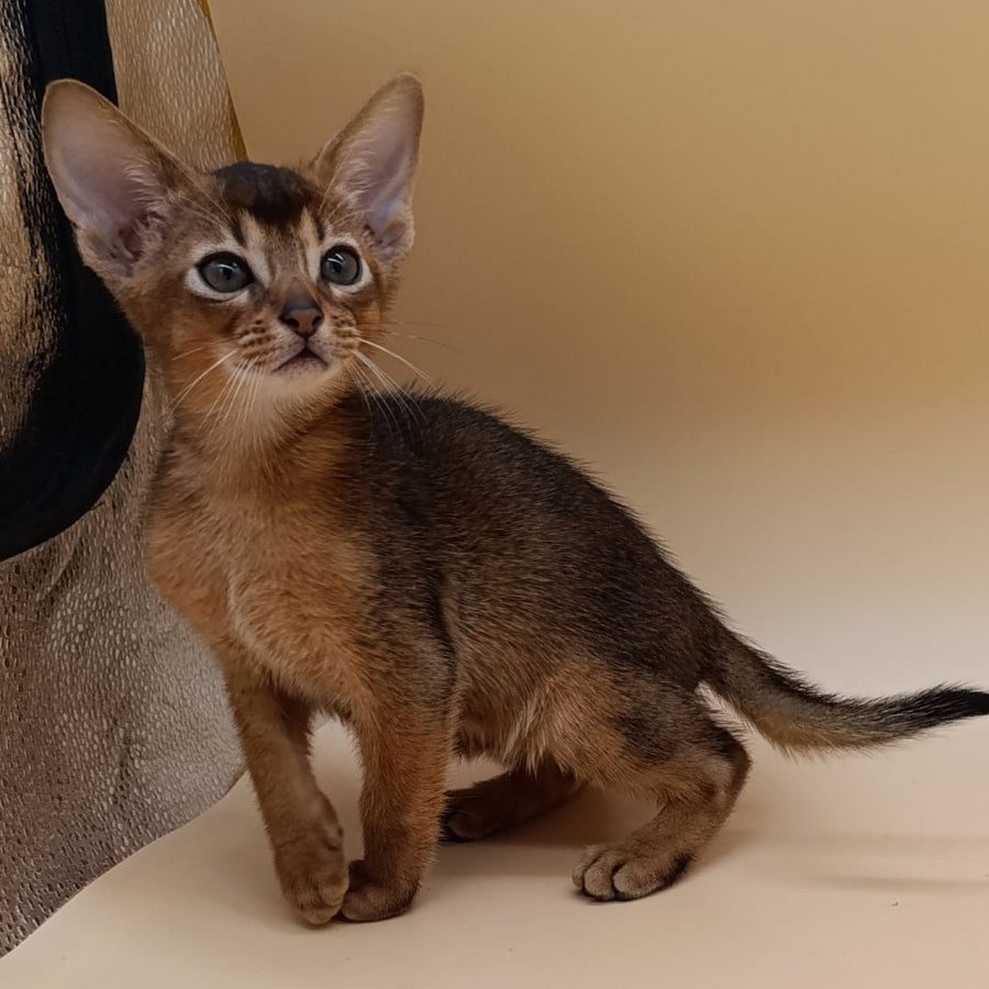 Mikkel Abyssinian male, ruddy