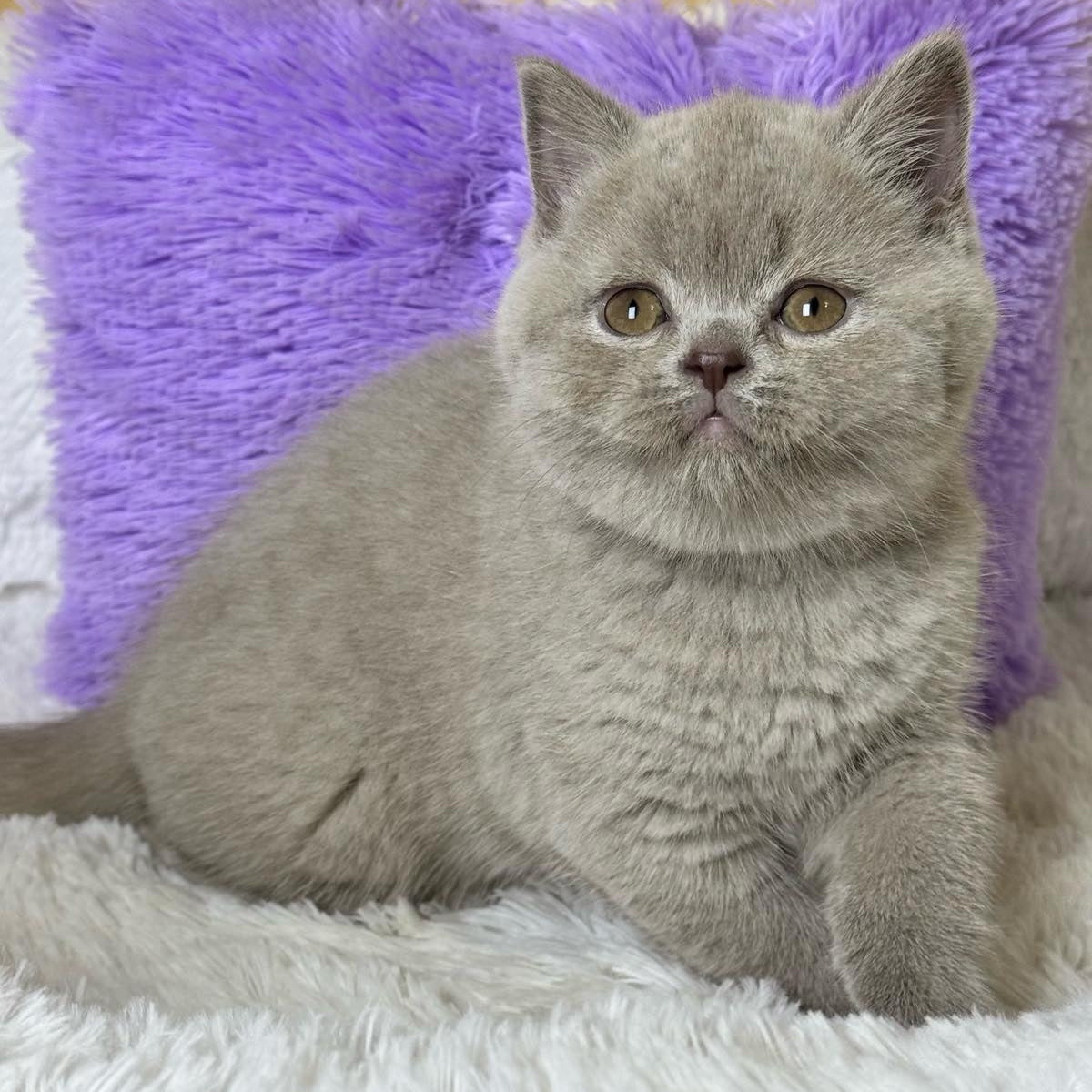 Apricot Scottish Straight female, lilac