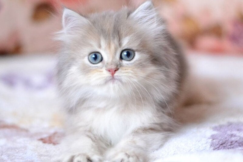 Gray British Longhair male, blue golden shaded