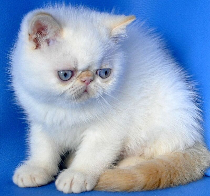 Topaz Exotic male red tabby pointed - live animals