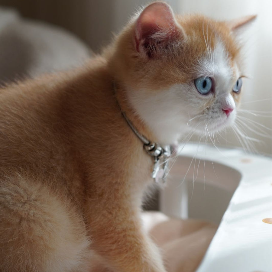 Veronica British Shorthair female, chocolate tortie golden chinchilla with white
