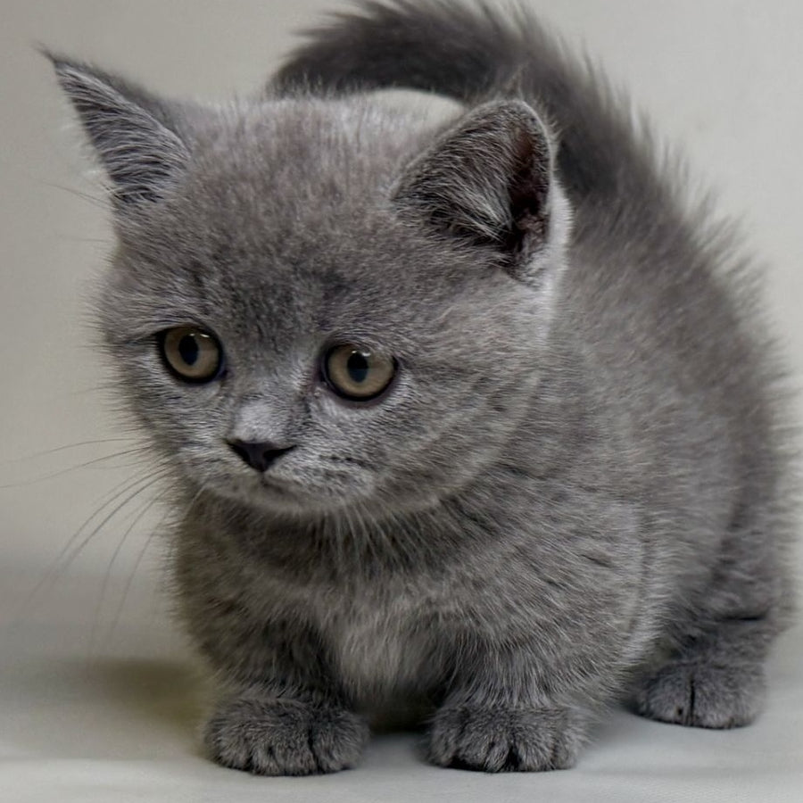 Obi Munchkin female, blue