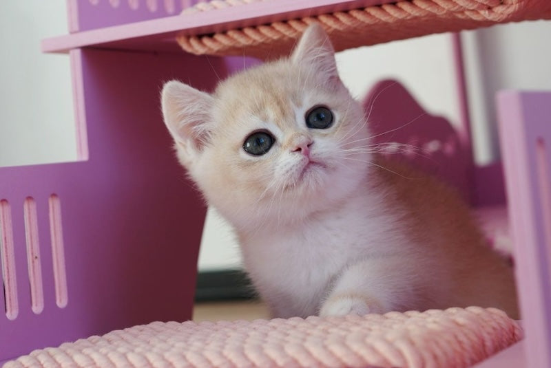Neo British Shorthair male, blue golden chinchilla