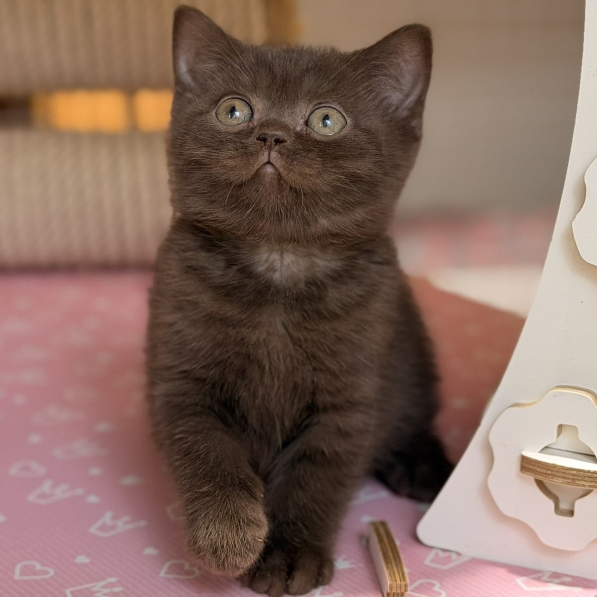 Stanley British Shorthair male, chocolate