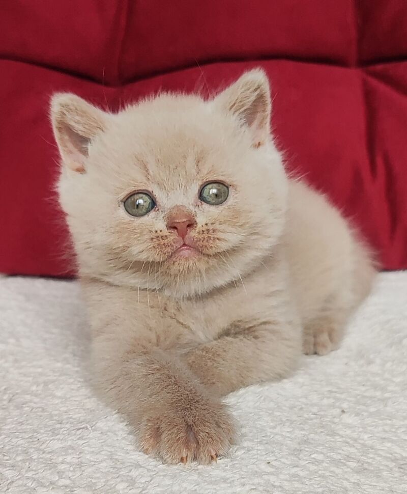Usher British Shorthair male fawn - live animals