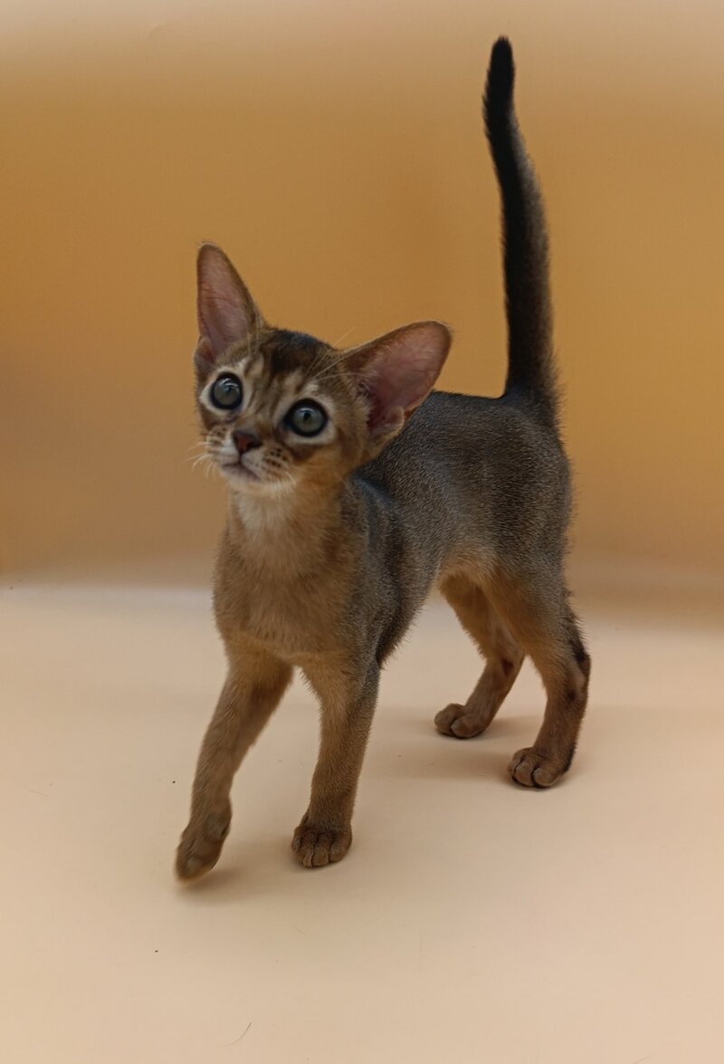 Laura Abyssinian female, ruddy