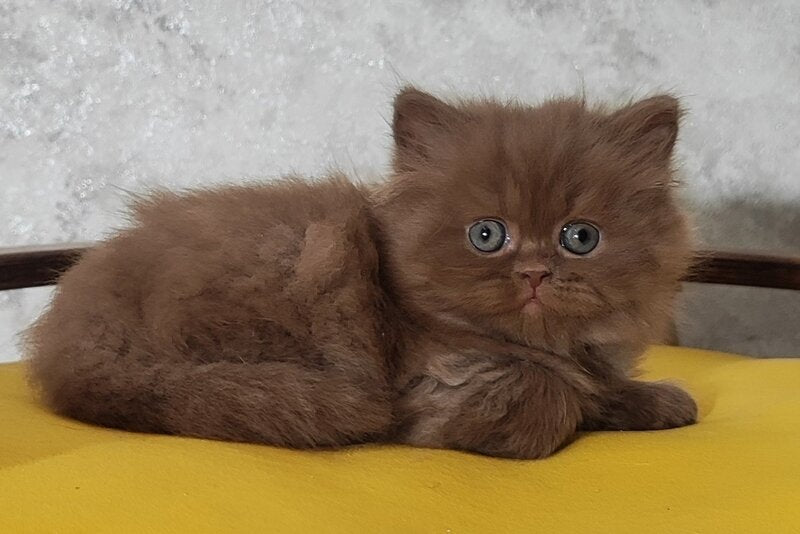 Urban British Longhair male cinnamon - live animals