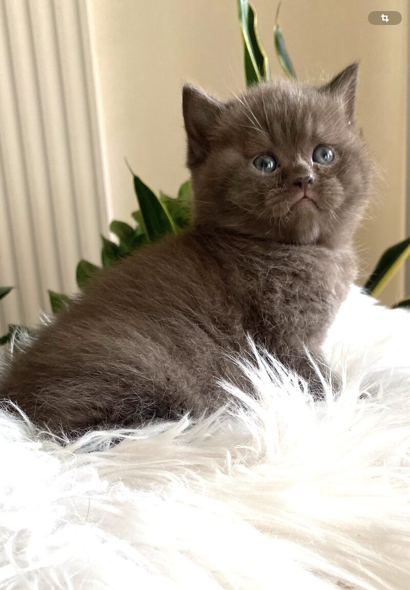 Zefir British Shorthair male chocolate - live animals