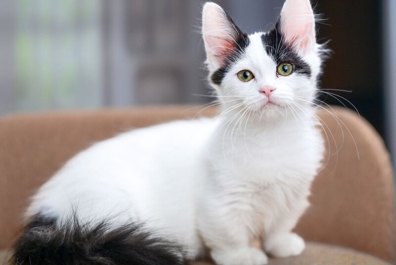 Teresa Munchkin female, black van