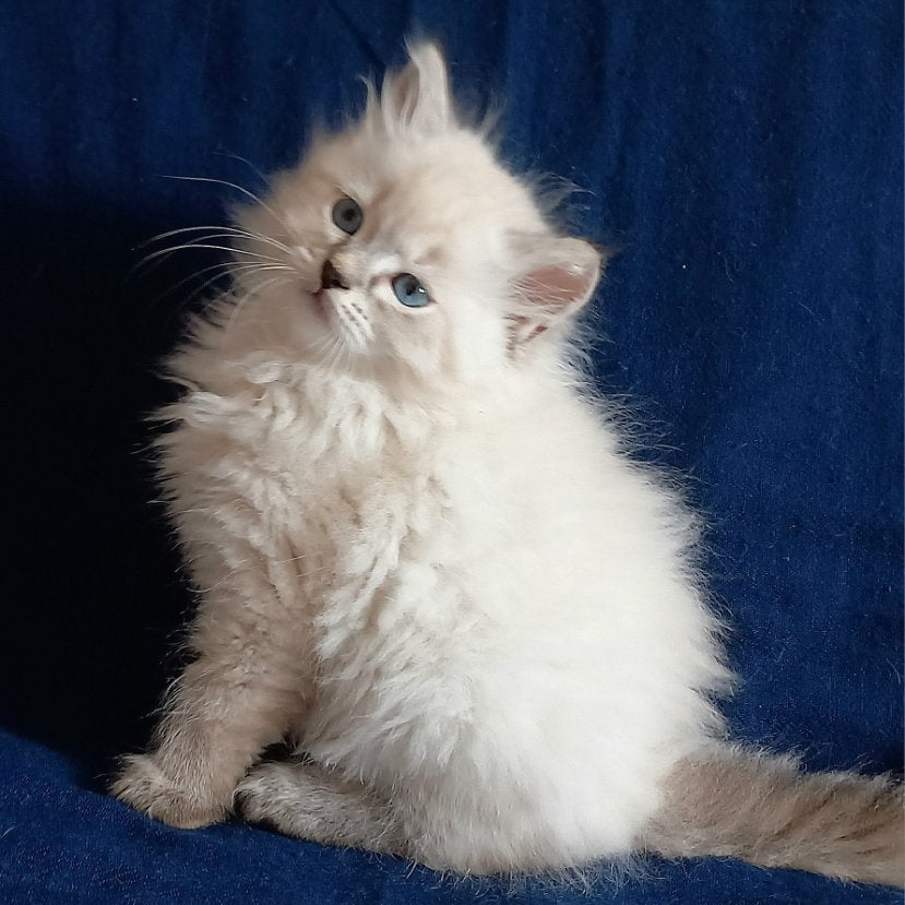Maurice Siberian male, black tabby pointed