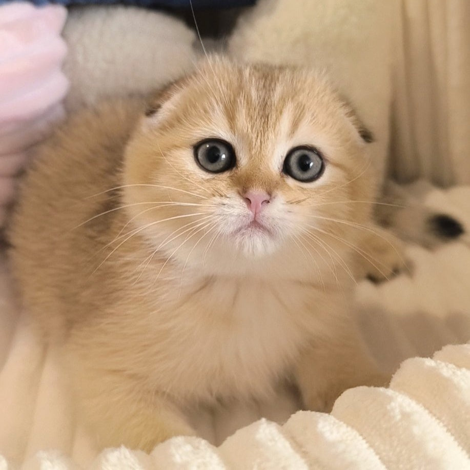 Marik Scottish Fold male, black golden ticked tabby