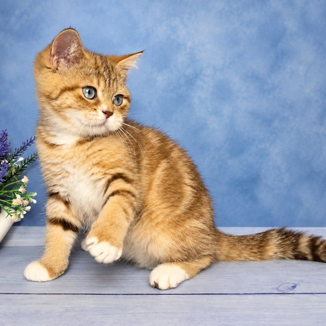 Leopold British Shorthair male, chocolate golden tabby with white
