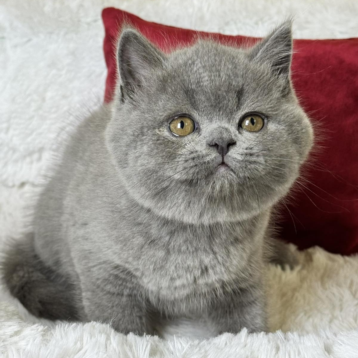 Ash Scottish Straight male, blue