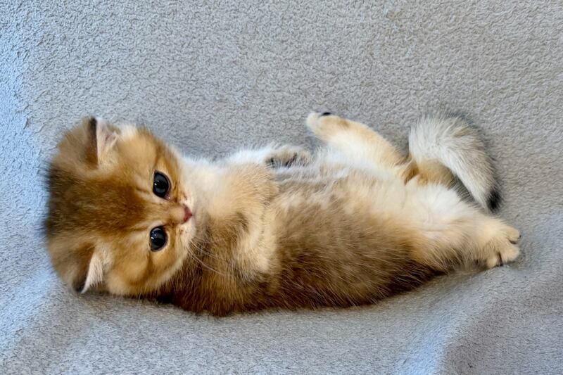 Lumiq Munchkin male black golden ticked tabby - live animals