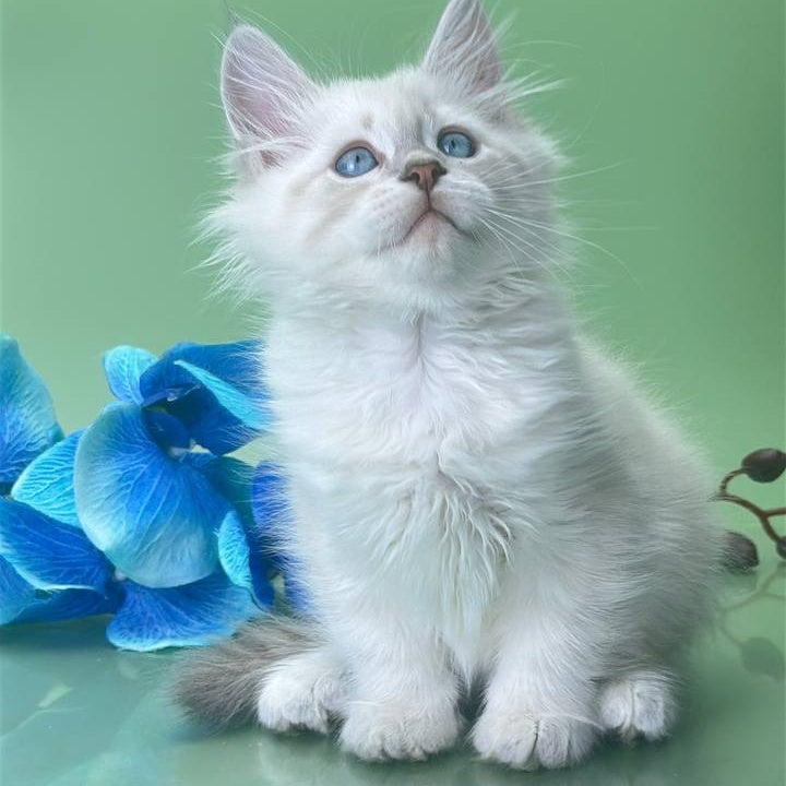 Xavier Siberian male, blue tabby pointed