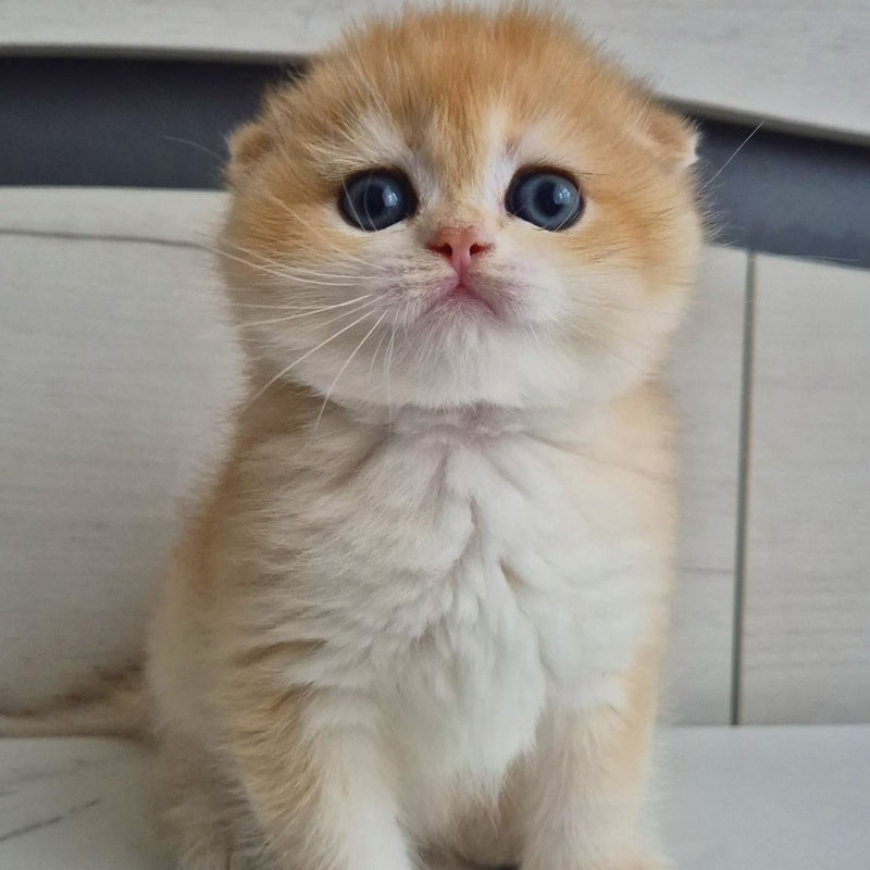 Ballu Scottish Fold male, black golden chinchilla