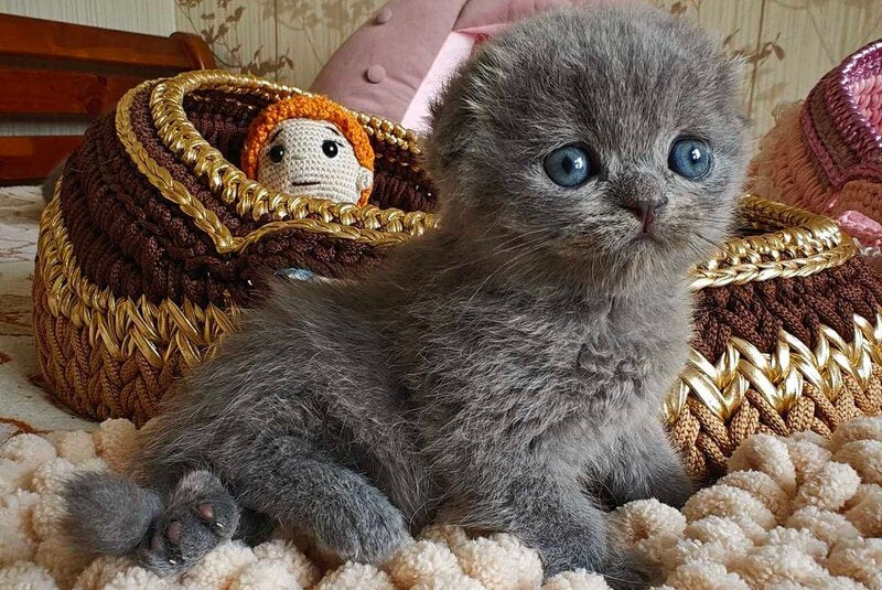 Unik Scottish Fold male, blue