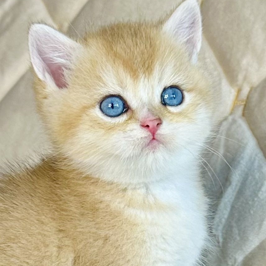 Finik British Shorthair male, black golden shaded with white