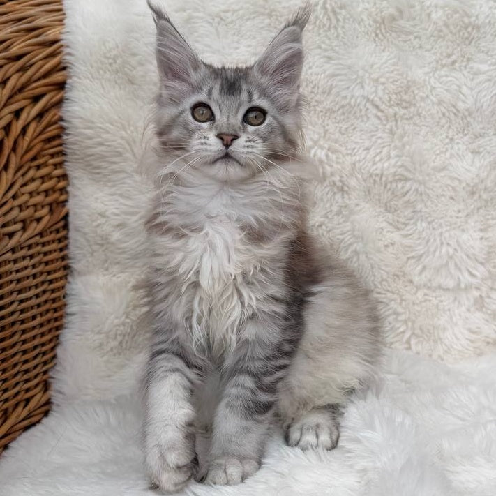 Bailey Maine Coon female, black silver ticked tabby