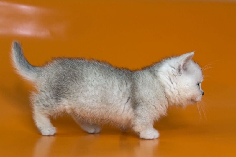 Zur Munchkin male black silver shaded - live animals