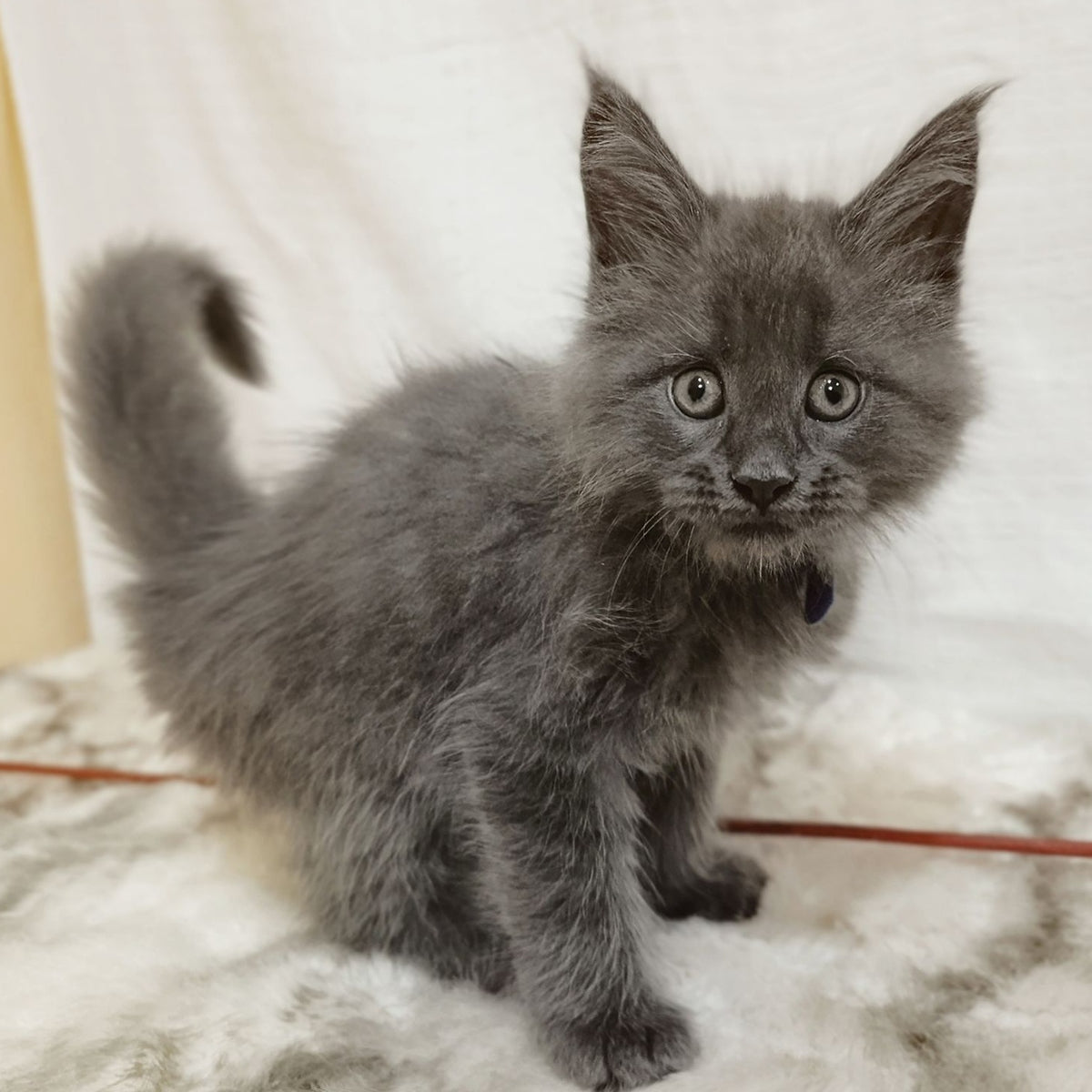 Felix Maine Coon male, blue silver